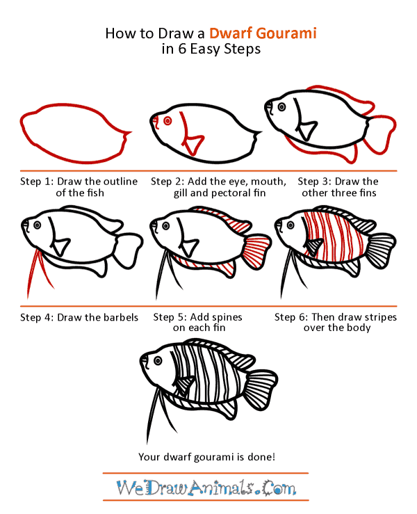 How to Draw a Dwarf Gourami - Step-by-Step Tutorial