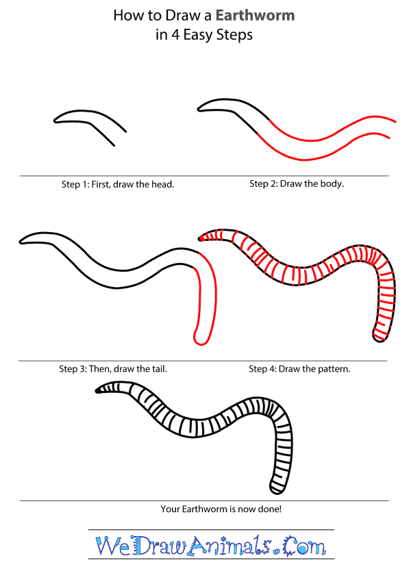 How to Draw an Earthworm - Step-By-Step Tutorial