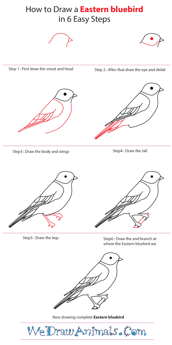 How to Draw an Eastern Bluebird - Step-by-Step Tutorial