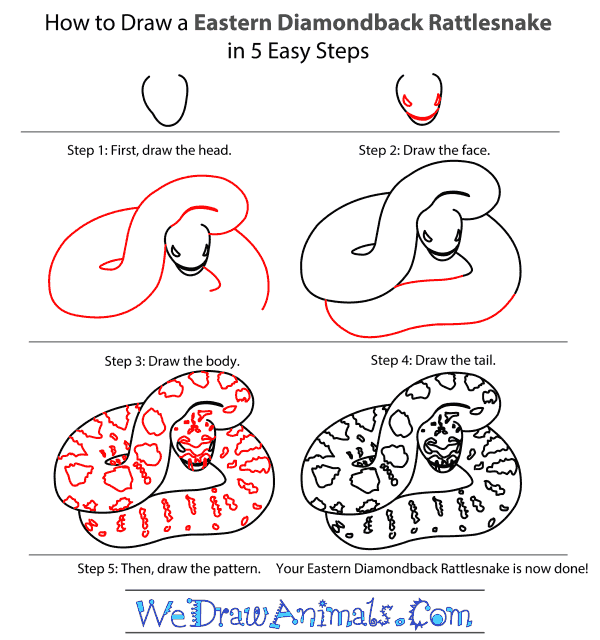 How to Draw a Eastern Diamondback Rattlesnake - Step-by-Step Tutorial