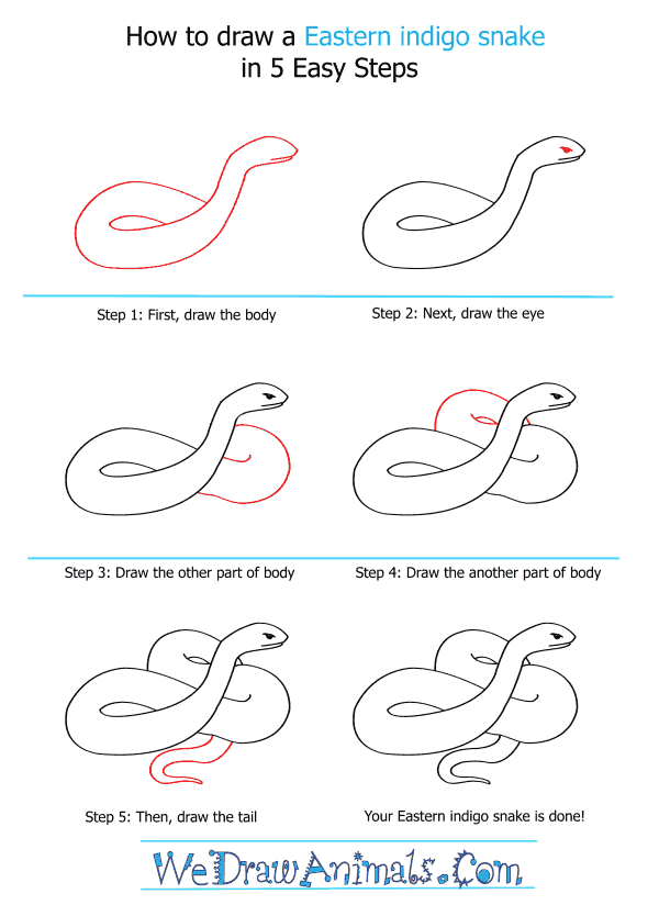How to Draw an Eastern Indigo Snake - Step-by-Step Tutorial
