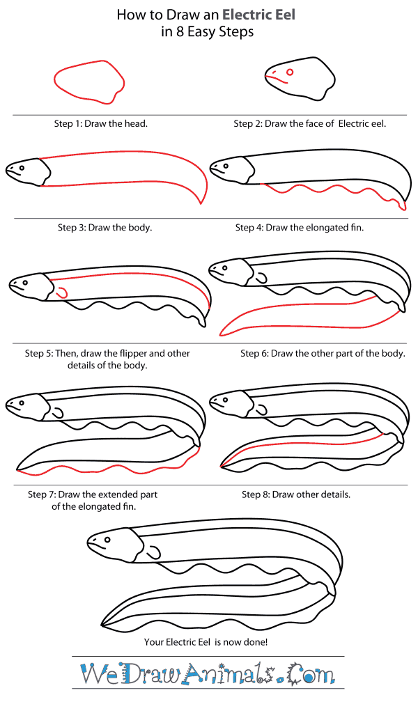 How to Draw an Electric Eel - Step-By-Step Tutorial