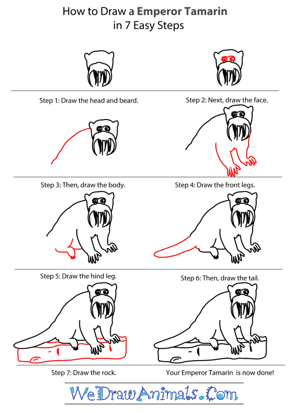 How to Draw an Emperor Tamarin - Step-by-Step Tutorial