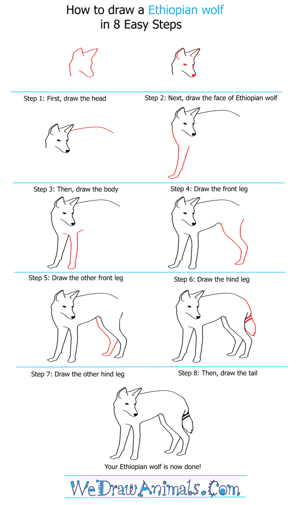 How to Draw an Ethiopian Wolf - Step-by-Step Tutorial