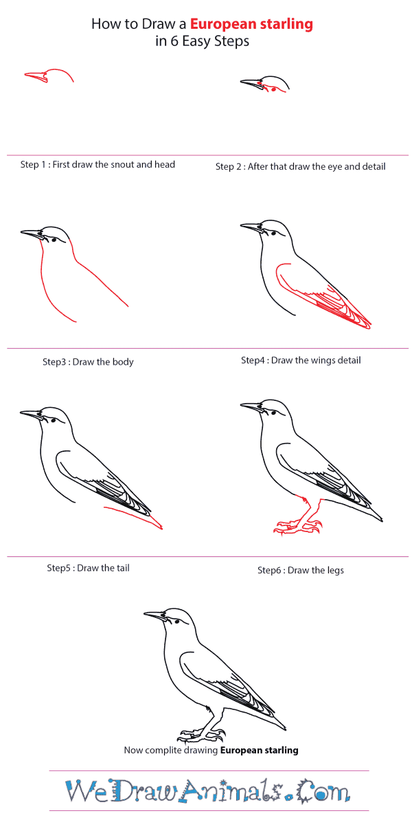 How to Draw a European Starling - Step-by-Step Tutorial