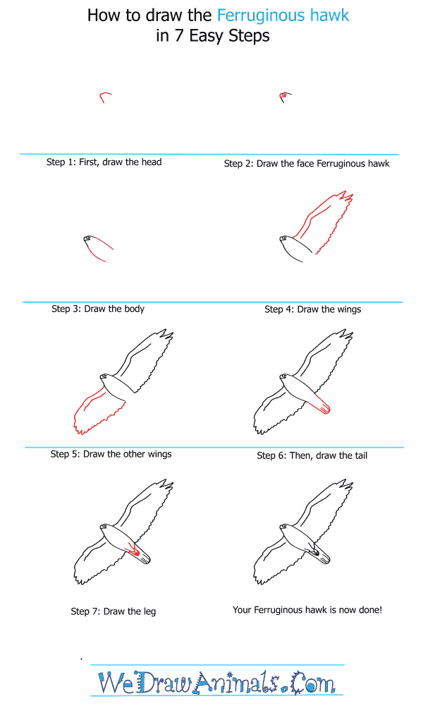 How to Draw a Ferruginous Hawk - Step-by-Step Tutorial