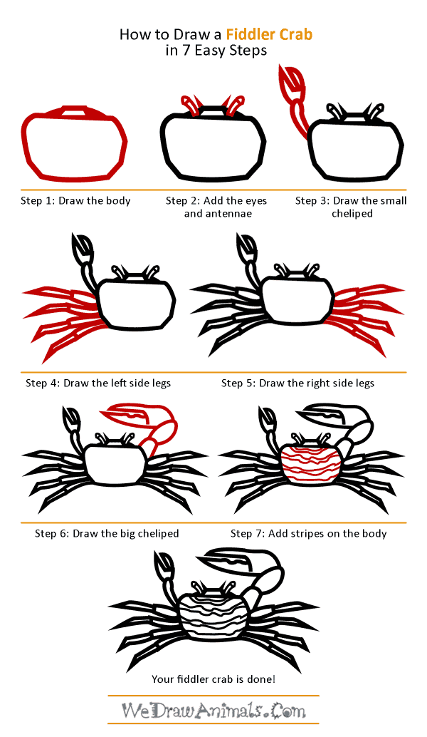 How to Draw a Fiddler Crab - Step-by-Step Tutorial