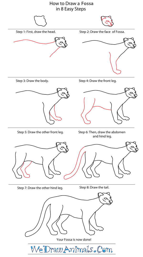How to Draw a Fossa - Step-By-Step Tutorial