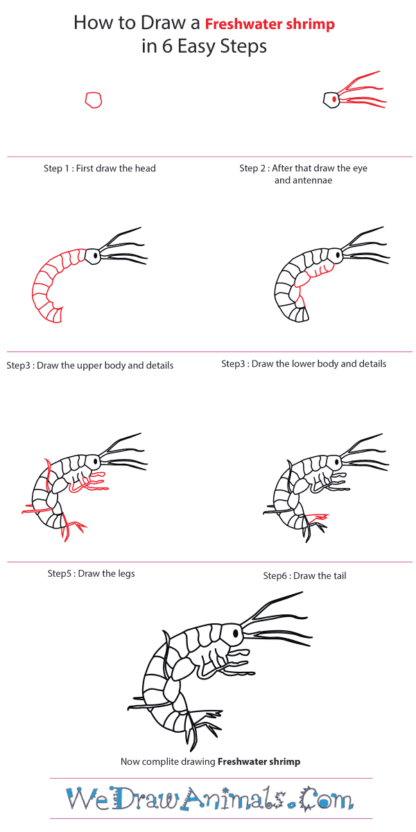 How to Draw a Freshwater Shrimp - Step-by-Step Tutorial