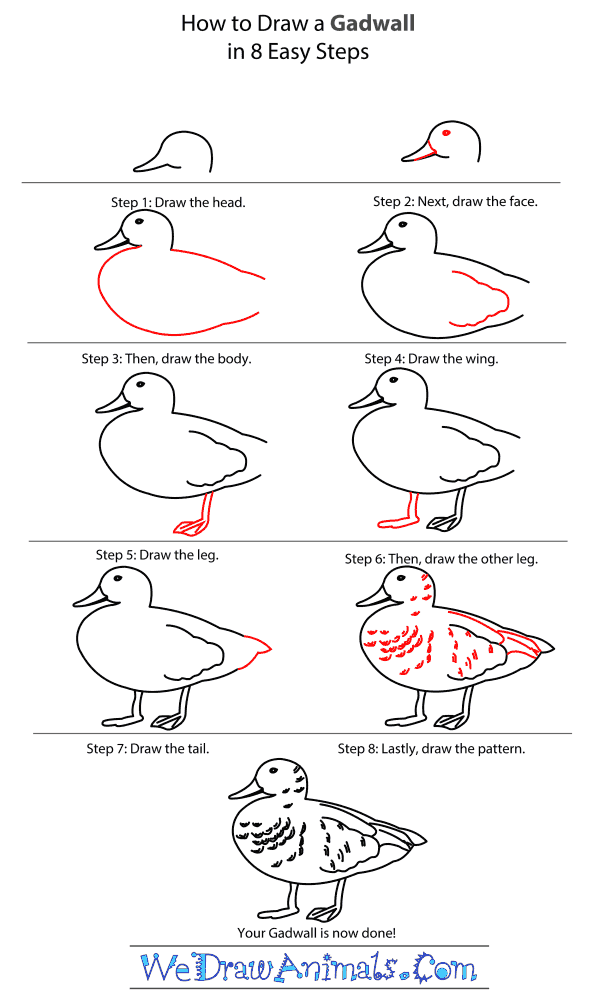 How to Draw a Gadwall - Step-by-Step Tutorial