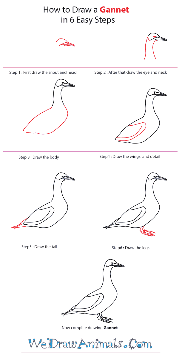 How to Draw a Gannet - Step-by-Step Tutorial