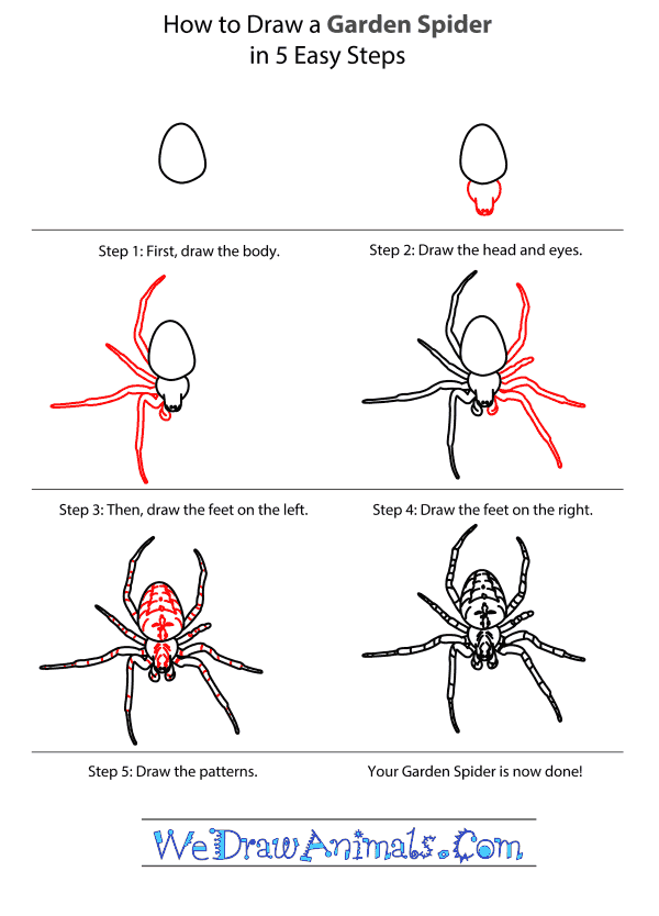 How to Draw a Garden Spider - Step-By-Step Tutorial