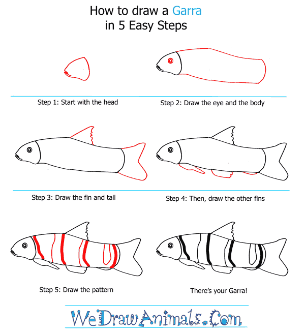 How to Draw a Garra - Step-by-Step Tutorial