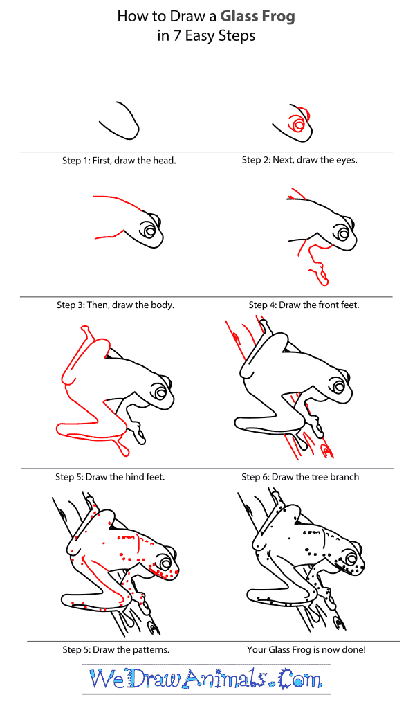 How to Draw a Glass Frog - Step-by-Step Tutorial