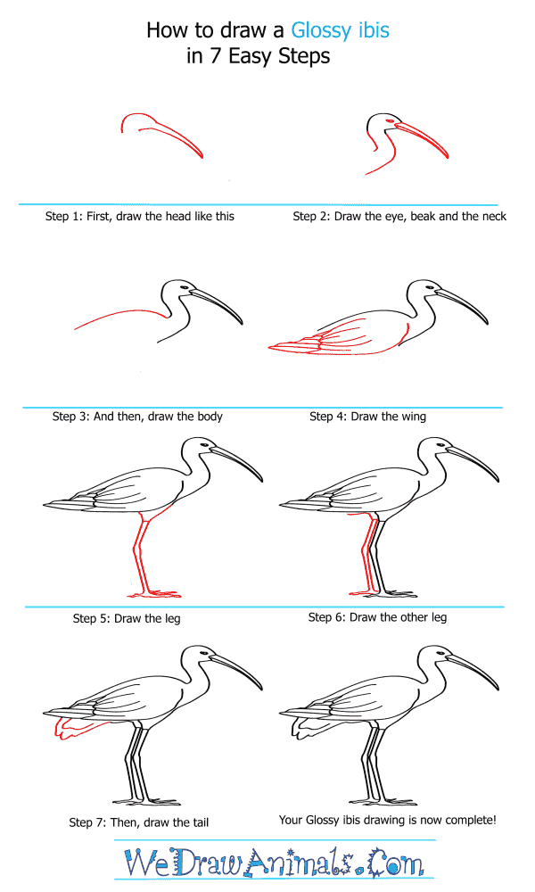 How to Draw a Glossy Ibis - Step-by-Step Tutorial