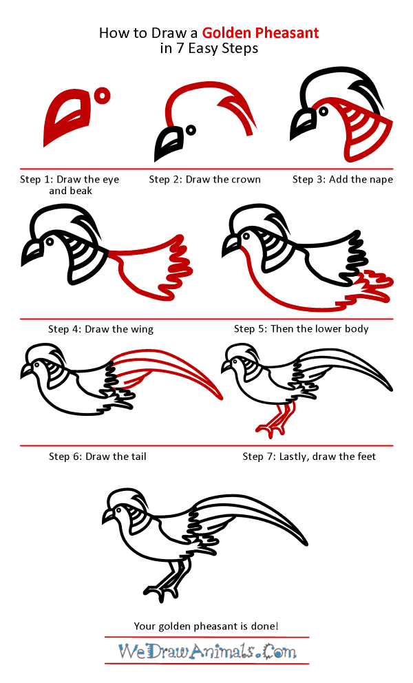How to Draw a Golden Pheasant - Step-by-Step Tutorial