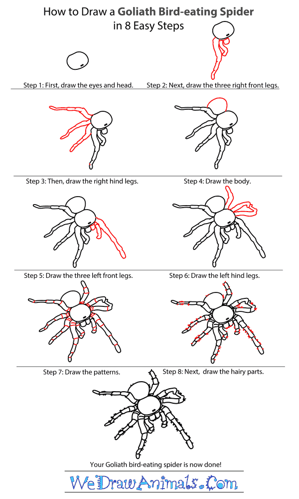 male goliath bird eating spider
