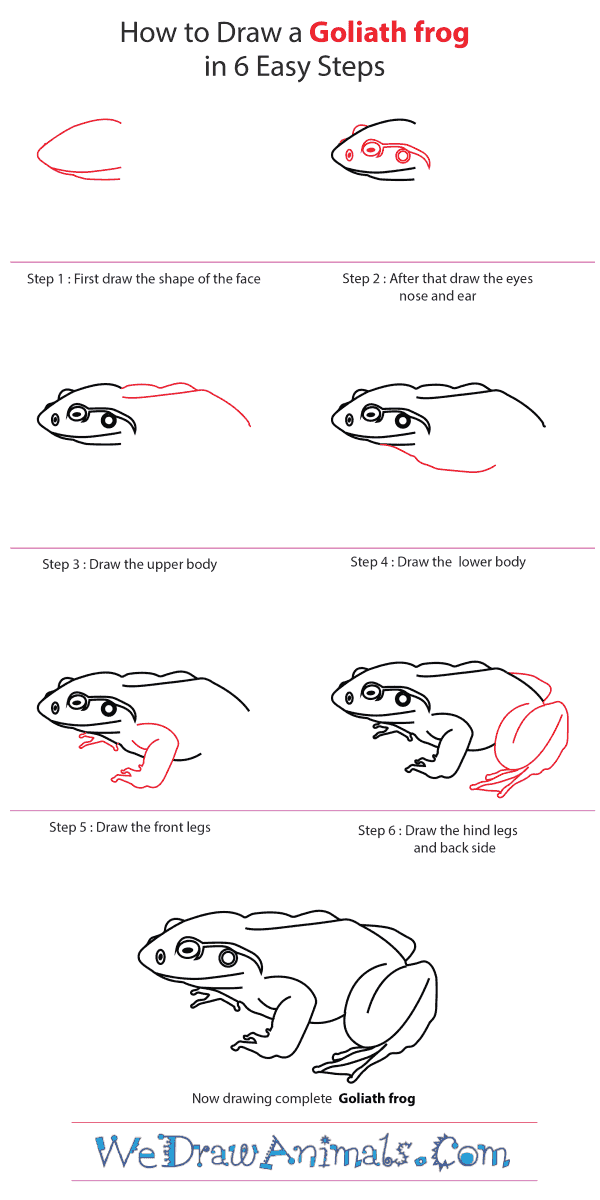 How to Draw a Goliath Frog - Step-by-Step Tutorial