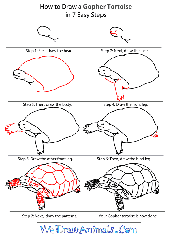 How to Draw a Gopher Tortoise - Step-by-Step Tutorial
