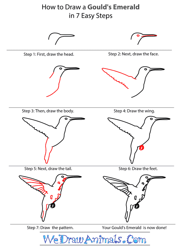 How to Draw a Gould's Emerald - Step-by-Step Tutorial