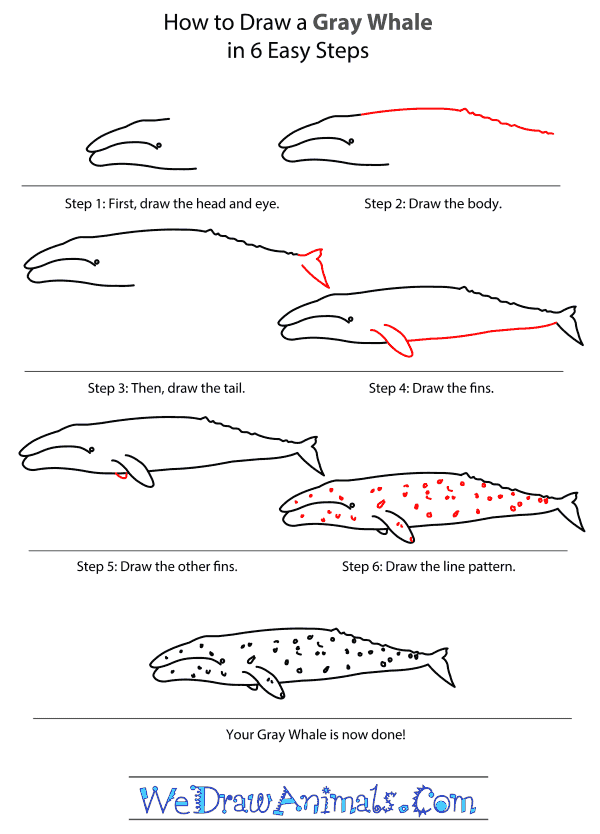 How to Draw a Gray Whale - Step-by-Step Tutorial