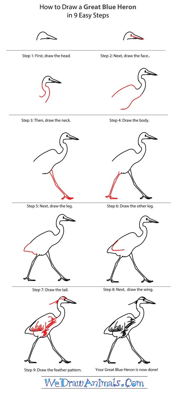 How to Draw a Great Blue Heron - Step-By-Step Tutorial