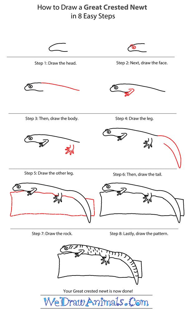 How to Draw a Great Crested Newt - Step-by-Step Tutorial