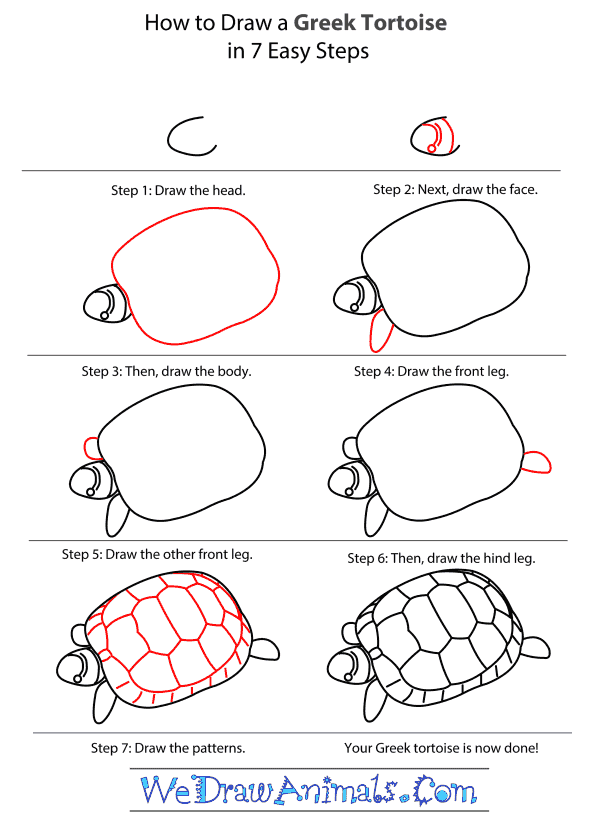 How to Draw a Greek Tortoise - Step-by-Step Tutorial