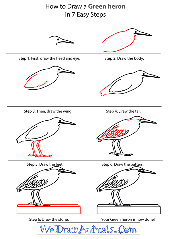 How to Draw a Green Heron - Step-by-Step Tutorial