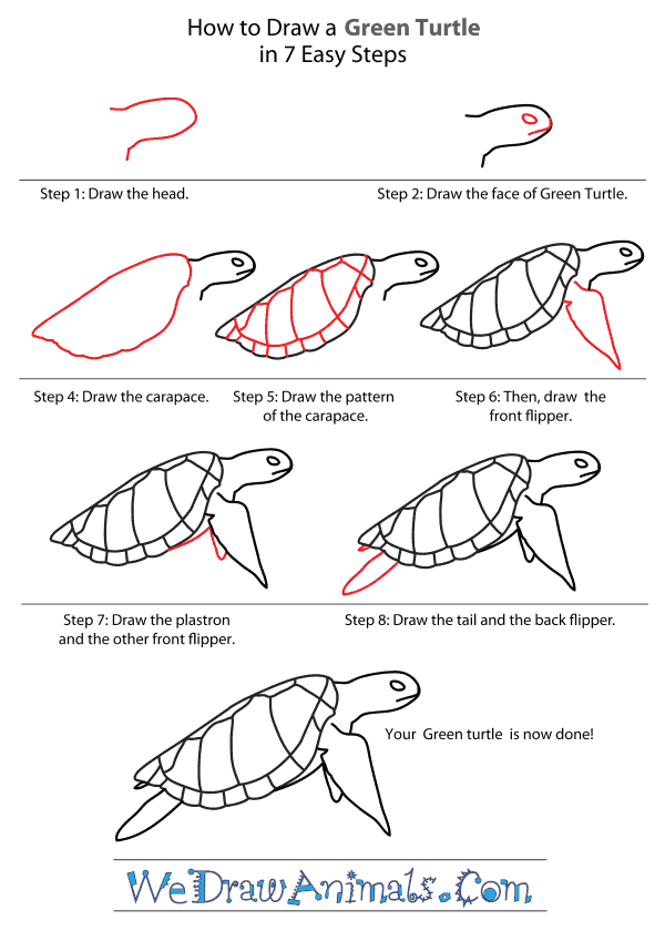 How to Draw a Green Turtle - Step-By-Step Tutorial