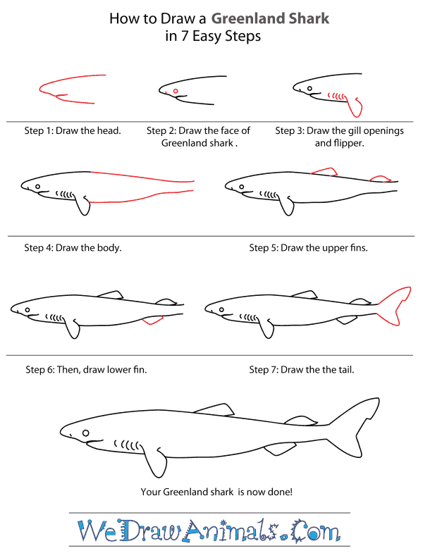 How to Draw a Greenland Shark - Step-By-Step Tutorial