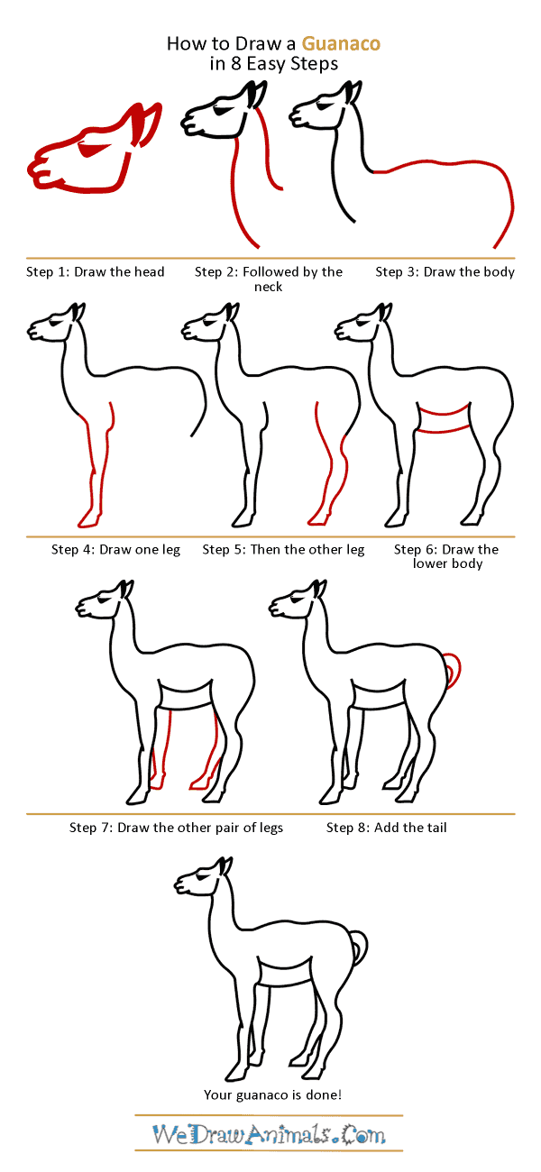 How to Draw a Guanaco - Step-by-Step Tutorial