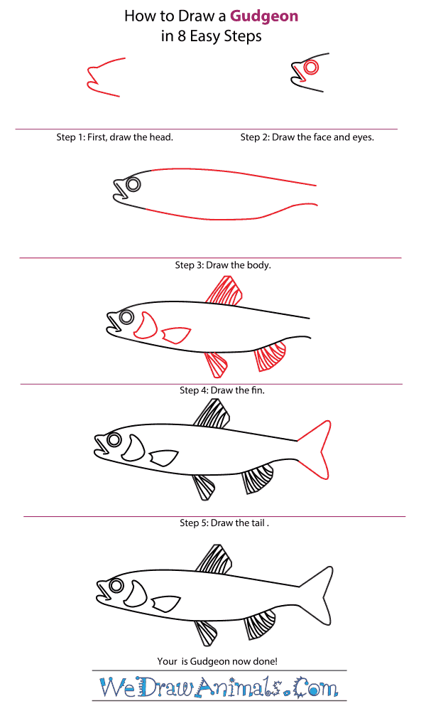 How to Draw a Gudgeon - Step-by-Step Tutorial