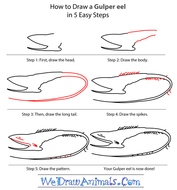 How to Draw a Gulper Eel - Step-by-Step Tutorial