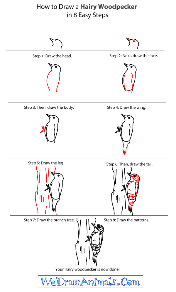 How to Draw a Hairy Woodpecker - Step-by-Step Tutorial