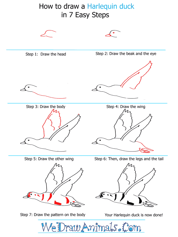 How to Draw a Harlequin Duck - Step-by-Step Tutorial