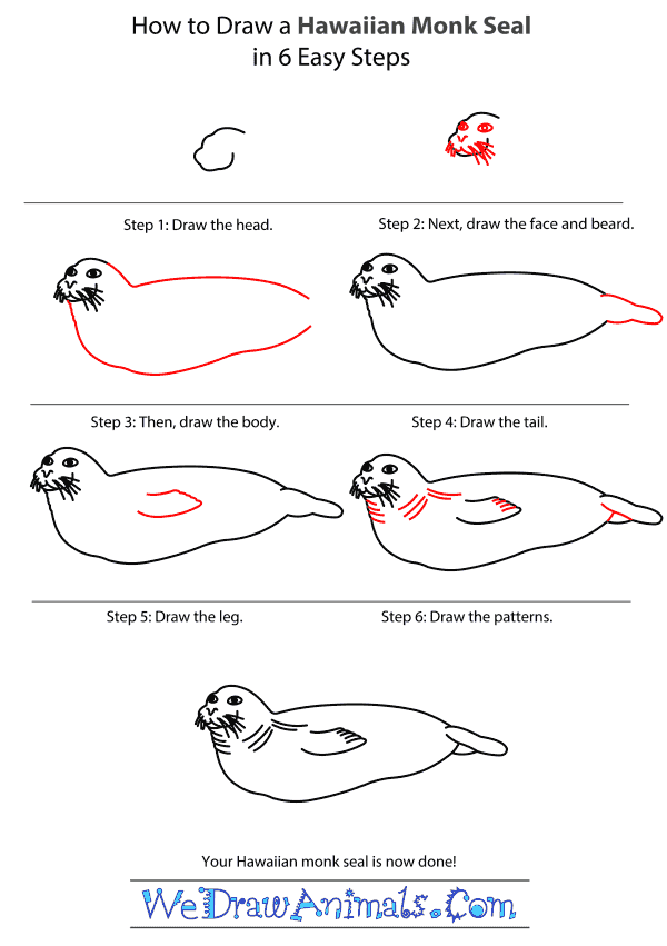 How to Draw a Hawaiian Monk Seal - Step-by-Step Tutorial