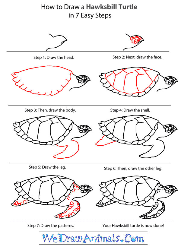 How to Draw a Hawksbill Turtle - Step-by-Step Tutorial