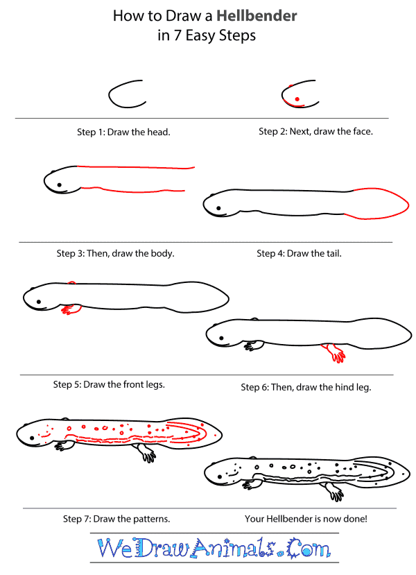 How to Draw a Hellbender - Step-by-Step Tutorial