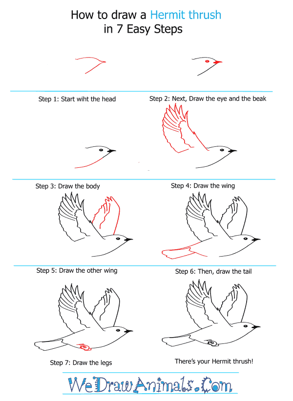 How to Draw a Hermit Thrush - Step-by-Step Tutorial