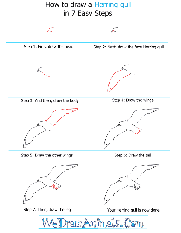 How to Draw a Herring Gull - Step-by-Step Tutorial