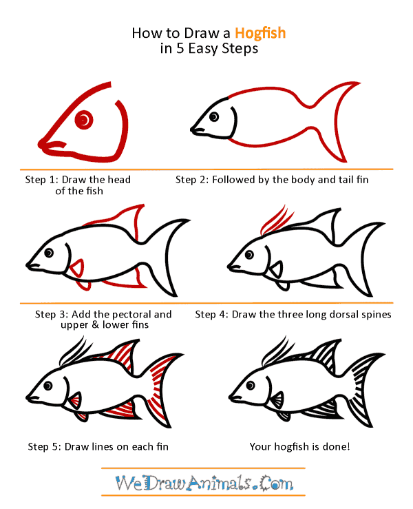 How to Draw a Hogfish - Step-by-Step Tutorial