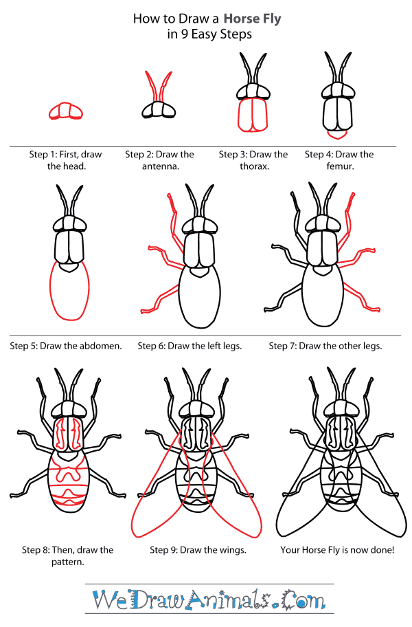 How to Draw a Horse-Fly - Step-By-Step Tutorial