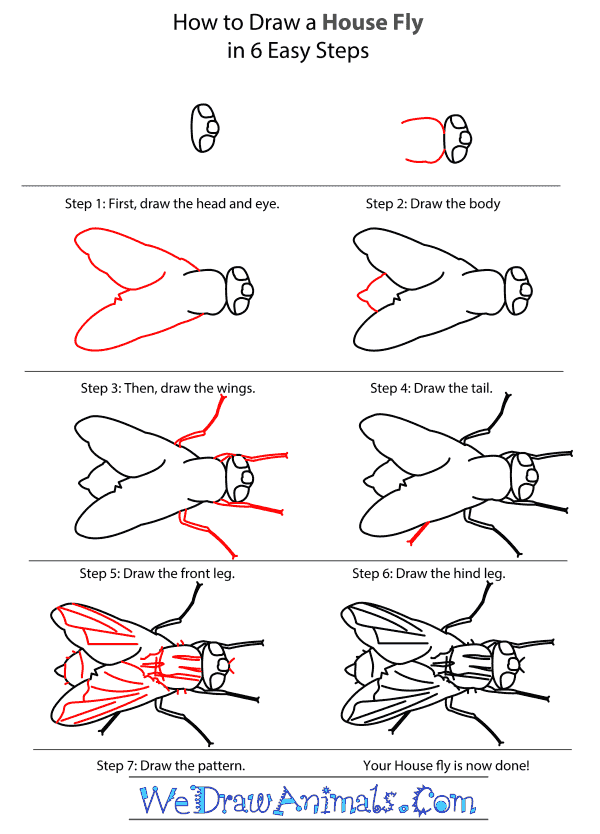 How to Draw a House Fly - Step-by-Step Tutorial