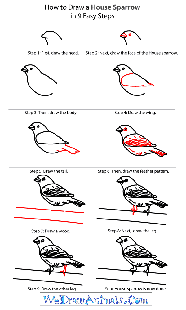 How to Draw a House Sparrow - Step-By-Step Tutorial