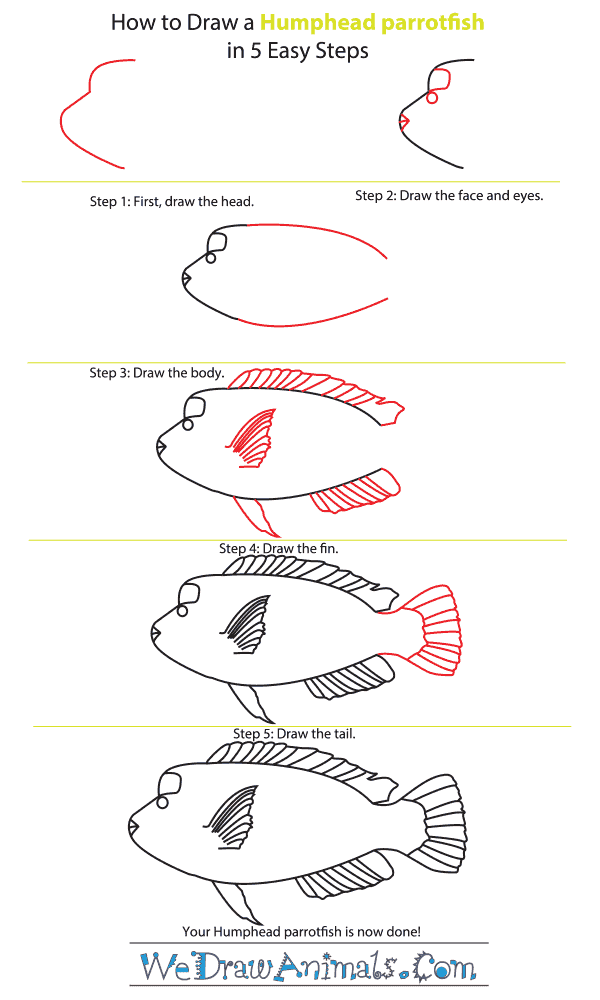 How to Draw a Humphead Parrotfish - Step-by-Step Tutorial
