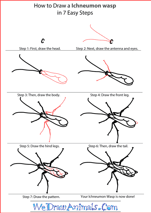 How to Draw an Ichneumon Wasp - Step-by-Step Tutorial