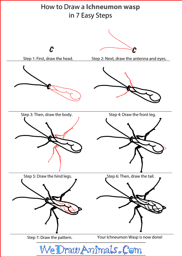 How to Draw an Ichneumon Wasp
