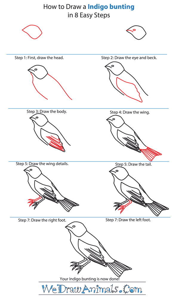 How to Draw an Indigo Bunting - Step-By-Step Tutorial