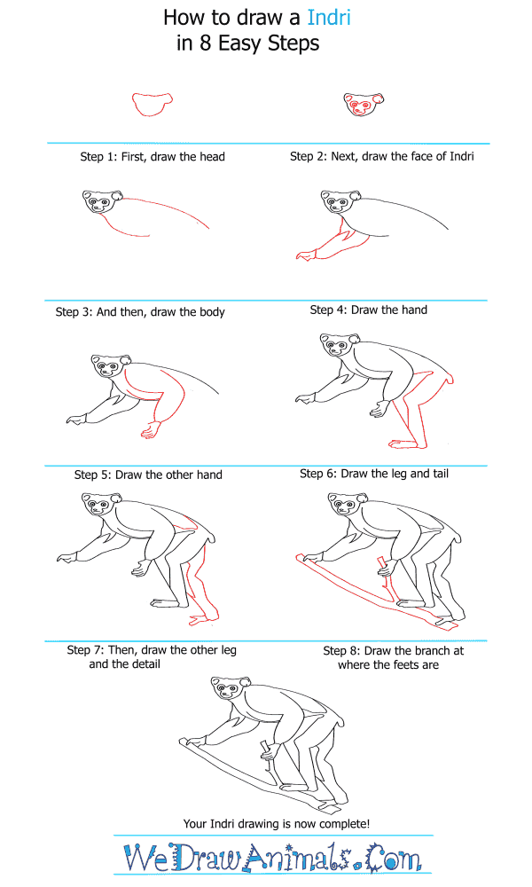 How to Draw an Indri - Step-by-Step Tutorial